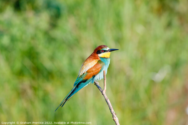 European bee-eater (Merops apiaster) Picture Board by Graham Prentice