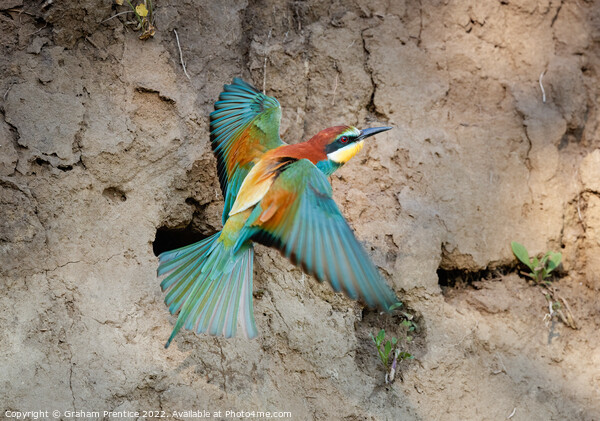 European bee-eater (Merops apiaster) Picture Board by Graham Prentice