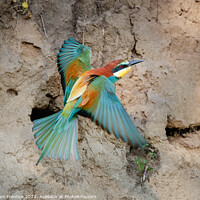 Buy canvas prints of European bee-eater (Merops apiaster) by Graham Prentice