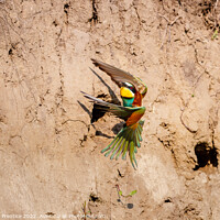 Buy canvas prints of European bee-eater (Merops apiaster) by Graham Prentice