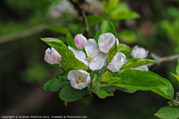 Apple Blossom Picture Board by Graham Prentice