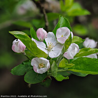 Buy canvas prints of Apple Blossom by Graham Prentice