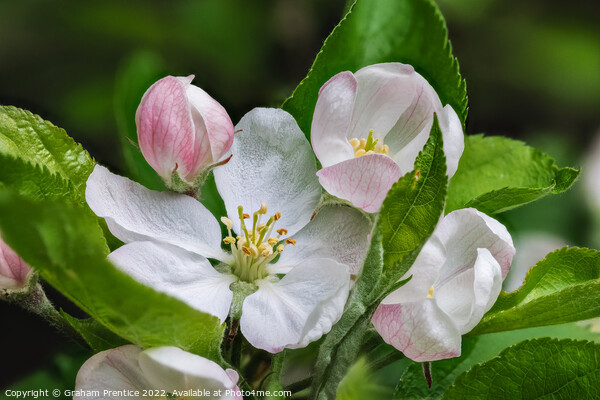 Apple Blossom Picture Board by Graham Prentice