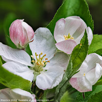 Buy canvas prints of Apple Blossom by Graham Prentice