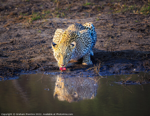 Leopard (Panthera pardus) drinking Picture Board by Graham Prentice