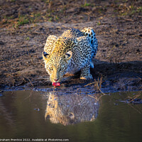 Buy canvas prints of Leopard (Panthera pardus) drinking by Graham Prentice