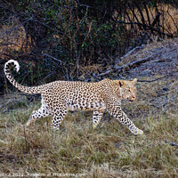 Buy canvas prints of Magnificent Leopard (Panthera pardus) by Graham Prentice