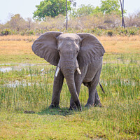Buy canvas prints of African bush elephant, Loxodonta africana by Graham Prentice