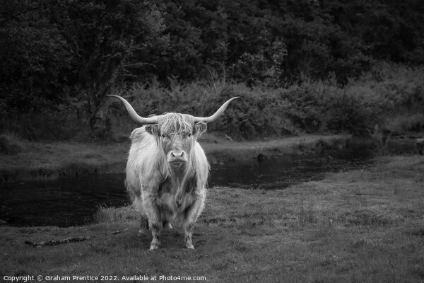 Highland Cow - Monochrome Picture Board by Graham Prentice