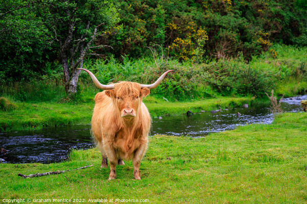 Highland Cow Picture Board by Graham Prentice