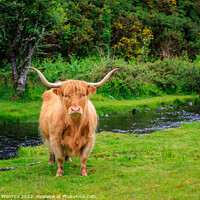 Buy canvas prints of Highland Cow by Graham Prentice