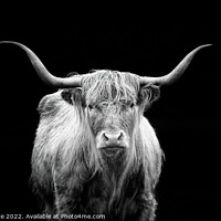 Buy canvas prints of Highland Cow - Monochrome by Graham Prentice