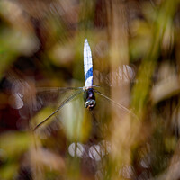 Buy canvas prints of Dragonfly in Flight by Graham Prentice