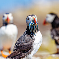 Buy canvas prints of Atlantic Puffin with Sand Eels by Graham Prentice