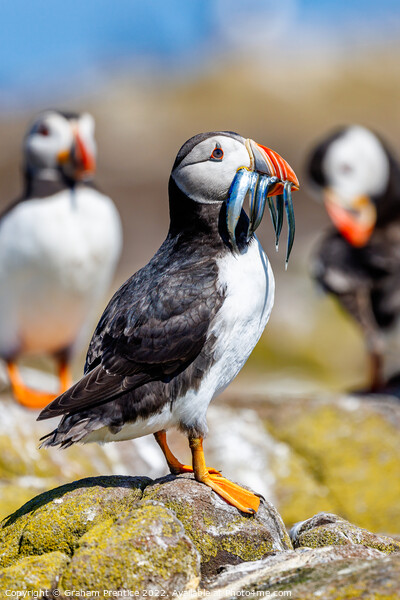 Atlantic Puffin with Sand Eels Picture Board by Graham Prentice