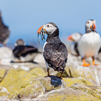 Buy canvas prints of Atlantic Puffin with Sand Eels by Graham Prentice