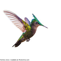 Buy canvas prints of Antillean crested hummingbird by Graham Prentice