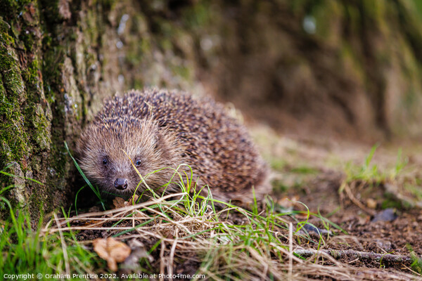 European Hedgehog Picture Board by Graham Prentice
