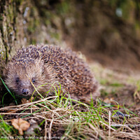 Buy canvas prints of European Hedgehog by Graham Prentice