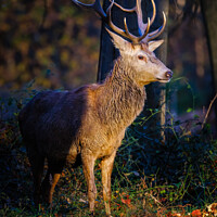 Buy canvas prints of Magnificent Red Deer Stag by Graham Prentice