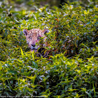Buy canvas prints of Wounded Jaguar, Pantanal, Brazil by Graham Prentice