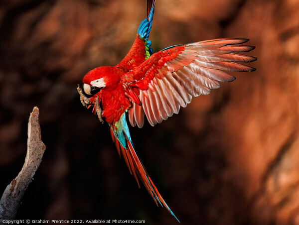 Red-and-green Macaw in the Pantanal, Brazil Picture Board by Graham Prentice