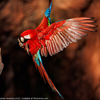 Buy canvas prints of Red-and-green Macaw in the Pantanal, Brazil by Graham Prentice