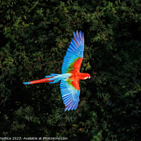 Buy canvas prints of Red-and-green macaw at Buraco das Araras, Brazil by Graham Prentice