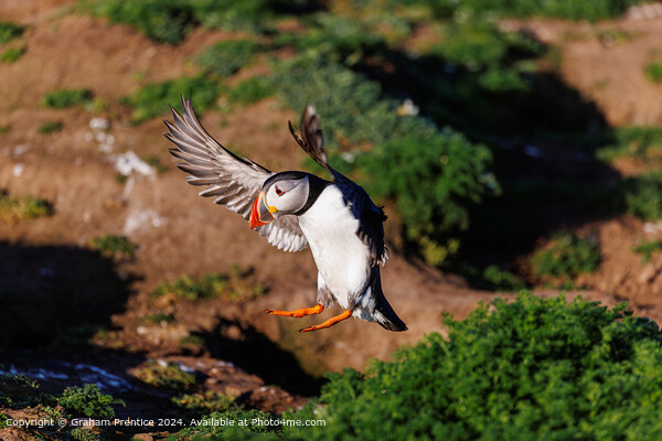 Puffin in flight landing Picture Board by Graham Prentice
