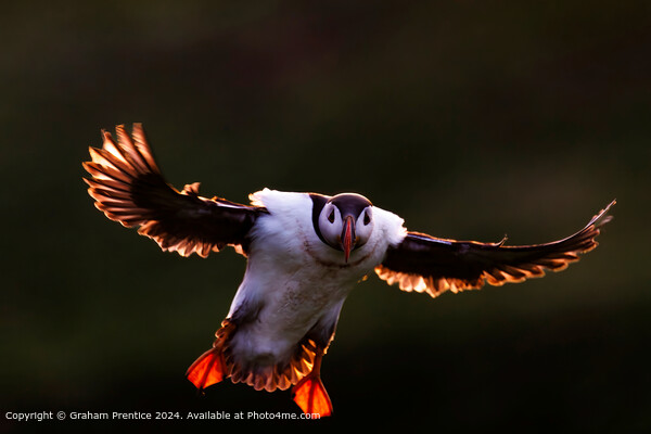 Backlit puffin with outstretched wings Picture Board by Graham Prentice