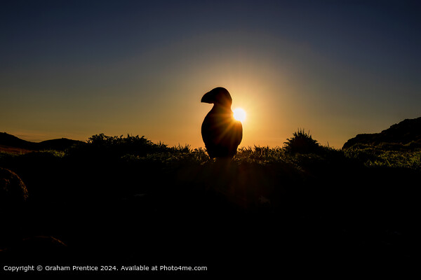 Puffin silhouette at sunrise Picture Board by Graham Prentice