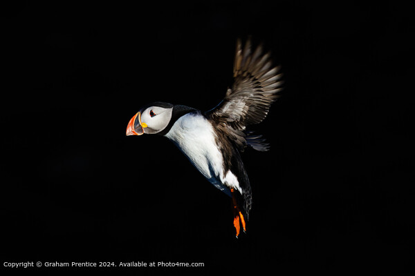 Puffin in flight Picture Board by Graham Prentice