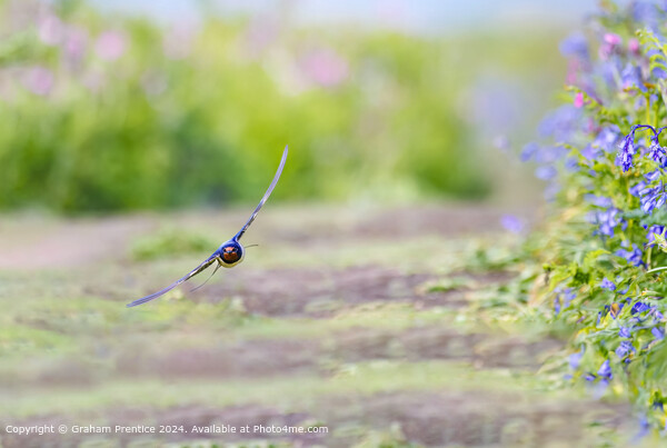 Swallow in Flight in Skomer Picture Board by Graham Prentice