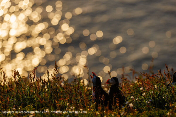 Atlantic Puffins at Sunset, Skomer Picture Board by Graham Prentice