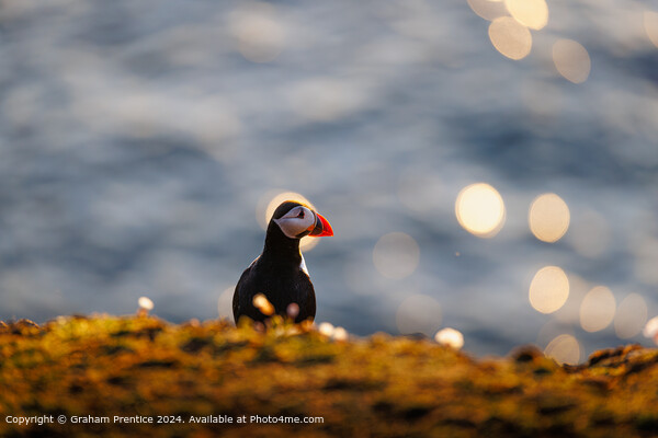 Puffin at Sunset by the Sea Picture Board by Graham Prentice