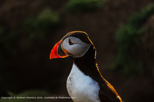 Colourful Backlit Atlantic Puffin Picture Board by Graham Prentice