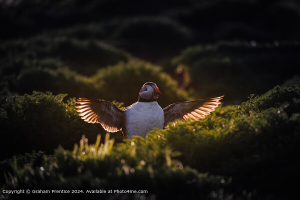 Backlit Atlantic Puffin Wings Picture Board by Graham Prentice