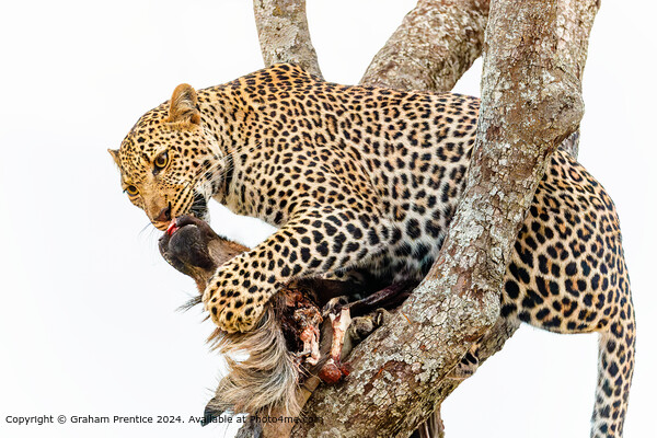 Leopard Wildlife Safari Picture Board by Graham Prentice