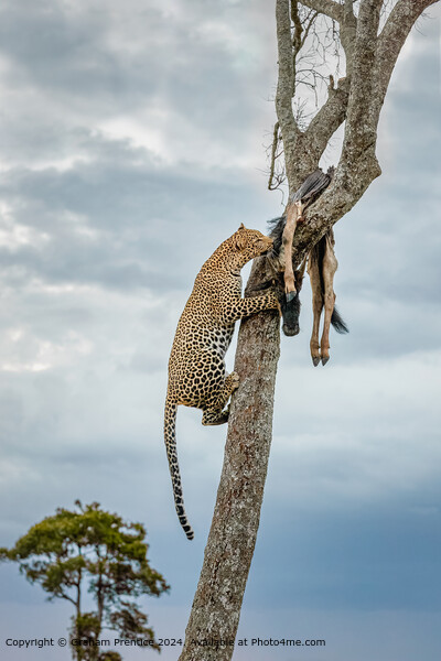 Leopard Tree Wildebeest Picture Board by Graham Prentice