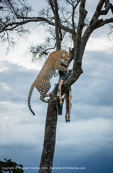 Leopard Wildlife Kill Picture Board by Graham Prentice