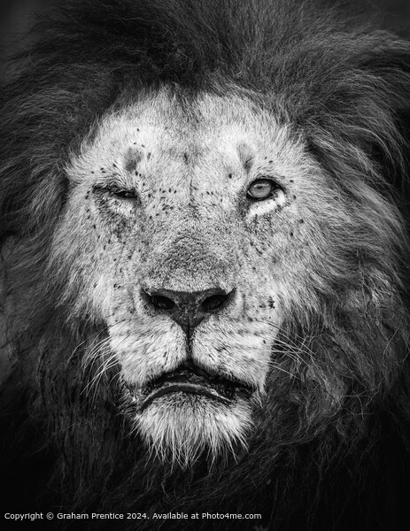 Mara Lion Elderly Monochrome Picture Board by Graham Prentice