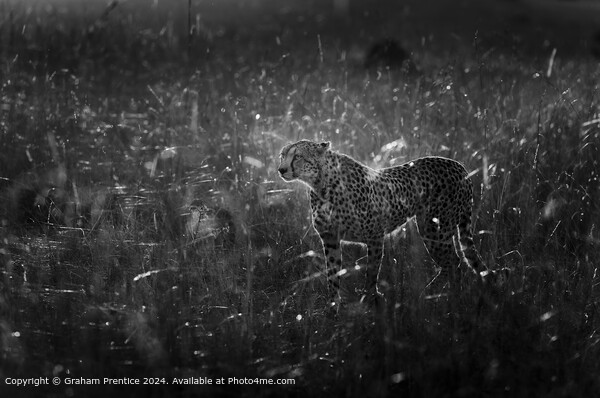 Cheetah, Backlit, Grassland Picture Board by Graham Prentice