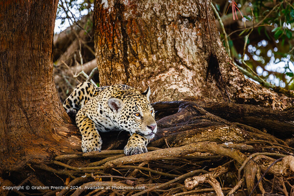 Resting Jaguar in Pantanal Picture Board by Graham Prentice