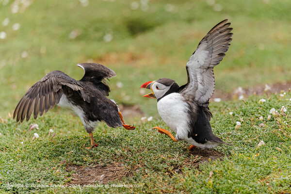 Squabbling Puffins Picture Board by Graham Prentice