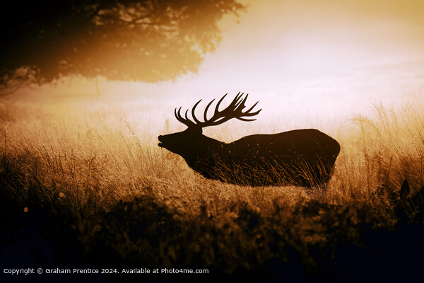 Red Deer Stag Silhouetted Picture Board by Graham Prentice