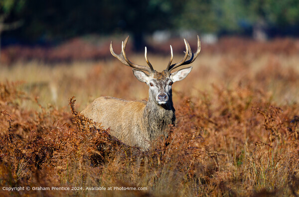 Red Deer Stag in Morning Light Picture Board by Graham Prentice