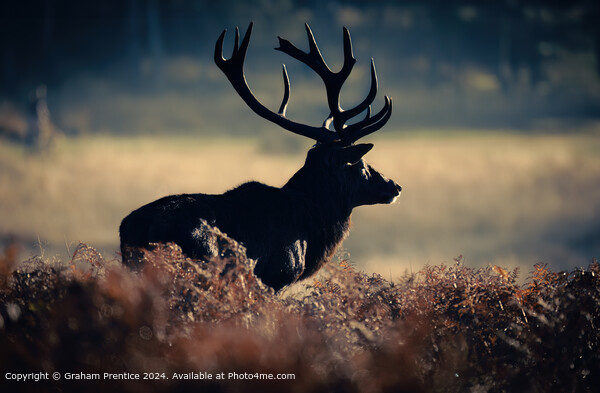 Red Deer Silhouette in Richmond Park Picture Board by Graham Prentice
