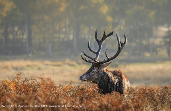 Stag in Morning Light Picture Board by Graham Prentice