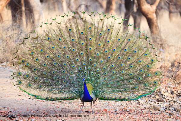 Colourful Indian Peacock Courtship Display Picture Board by Graham Prentice