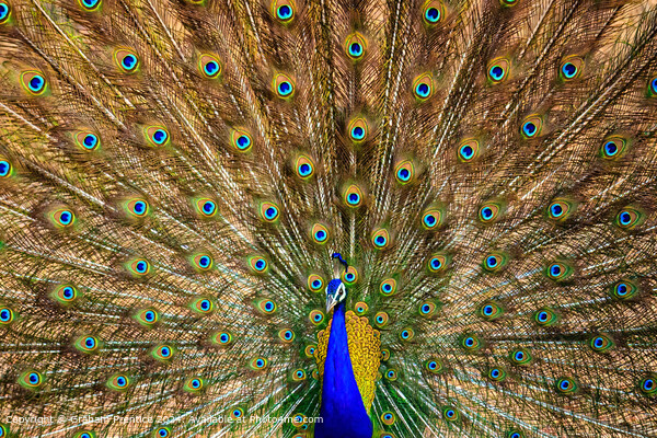 Colourful Peacock Tail Display Picture Board by Graham Prentice